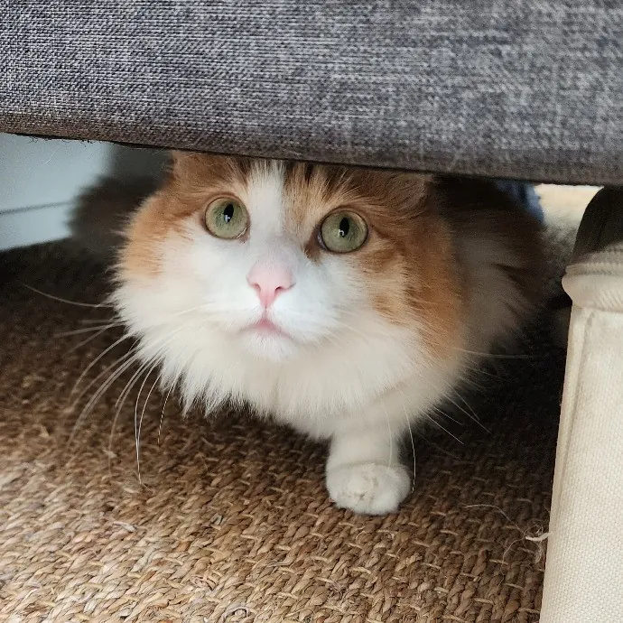 Mallory's Cat Sanctuary