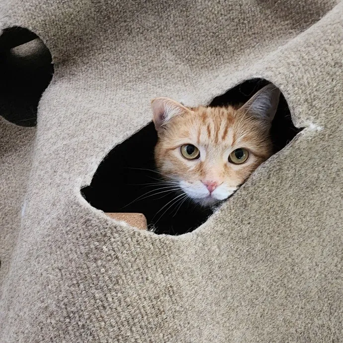 Mallory's Cat Sanctuary photo 4