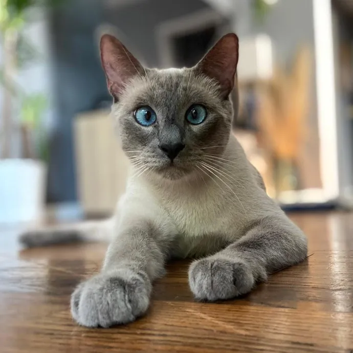 Mallory's Cat Sanctuary photo 3