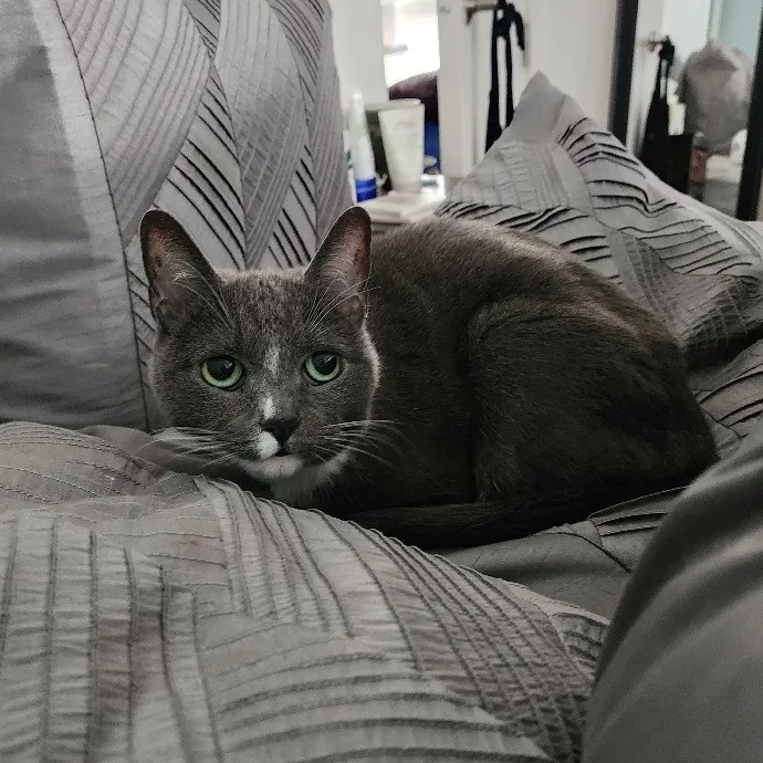 Mallory's Cat Sanctuary photo 2