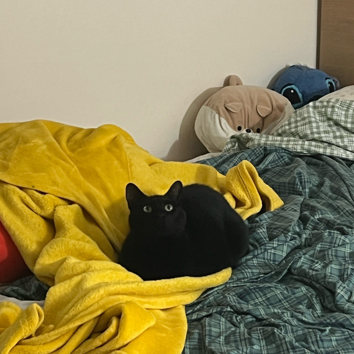 Happy Cat Care