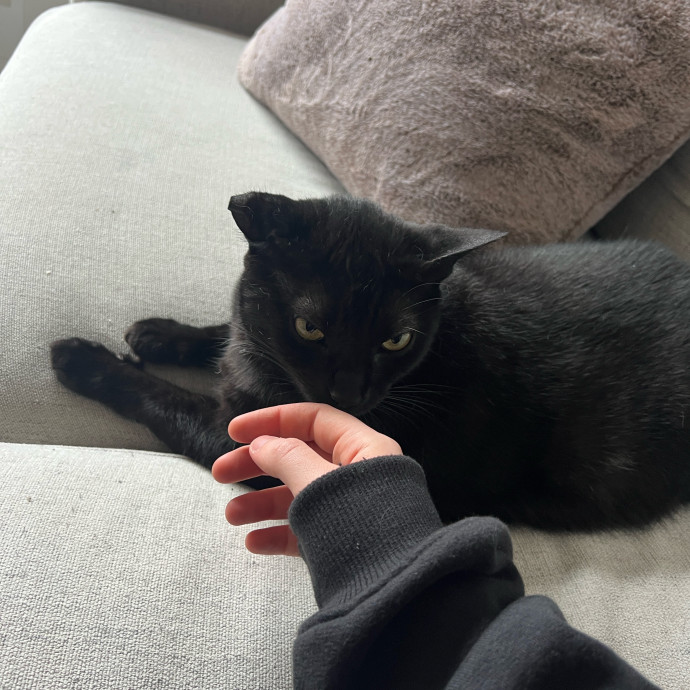 Happy Cat Care photo 3