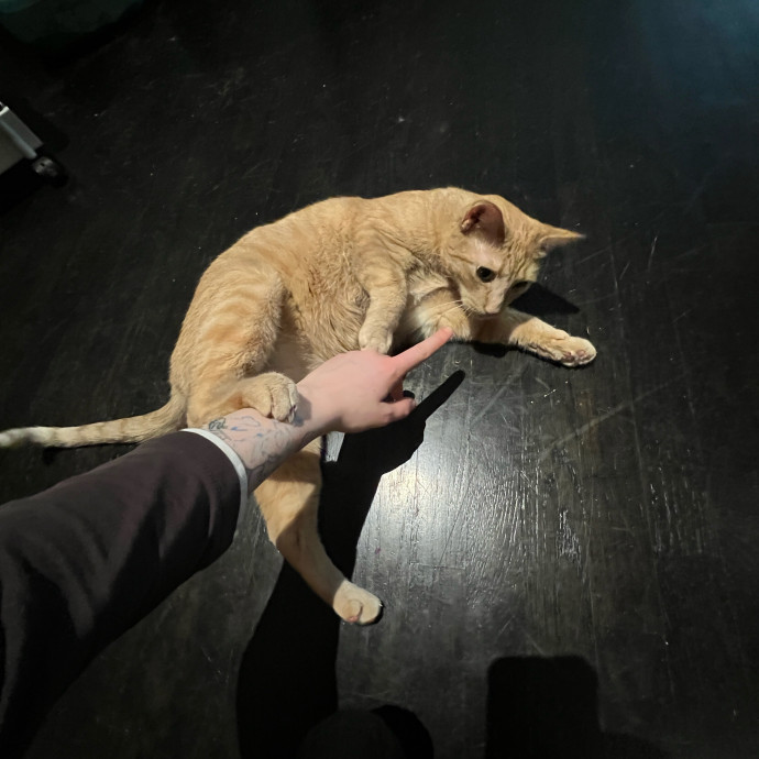Happy Cat Care photo 2