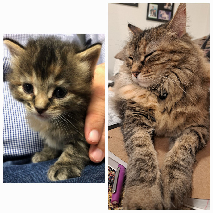 Class Act Catsitting In Northeast Denver