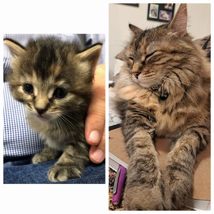 Class Act Catsitting In Ne Denver