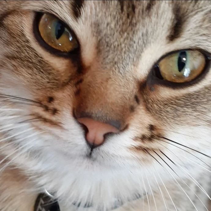 Class Act Catsitting In Northeast Denver