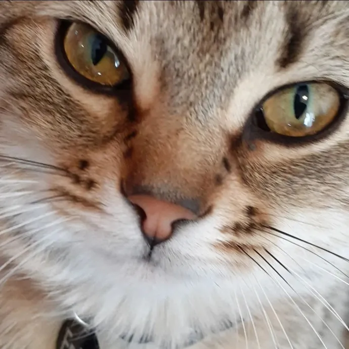 Class Act Catsitting In Ne Denver