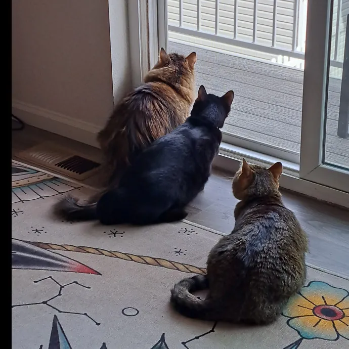 Class Act Catsitting In Ne Denver