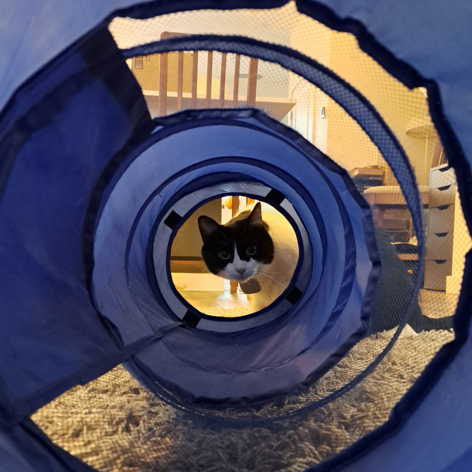 Class Act Catsitting In Northeast Denver
