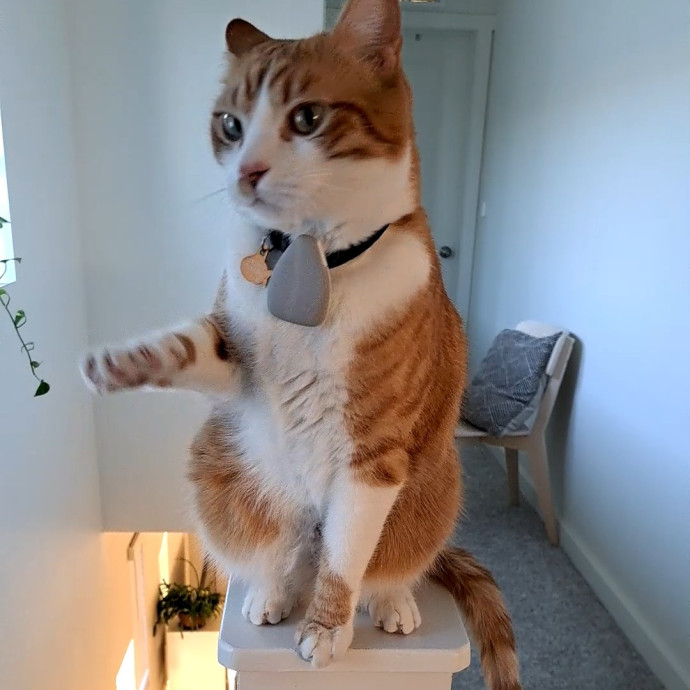 Class Act Catsitting In Northeast Denver