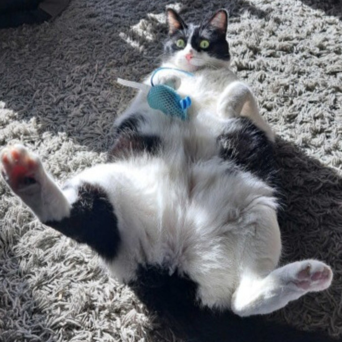 Class Act Catsitting In Northeast Denver