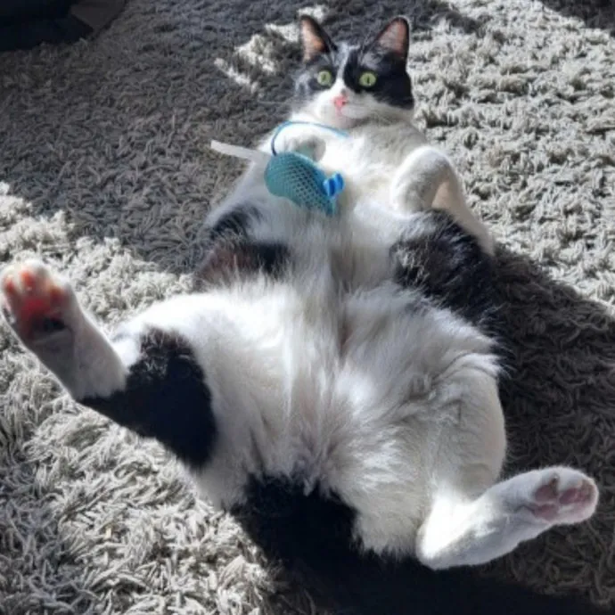 Class Act Catsitting In Ne Denver