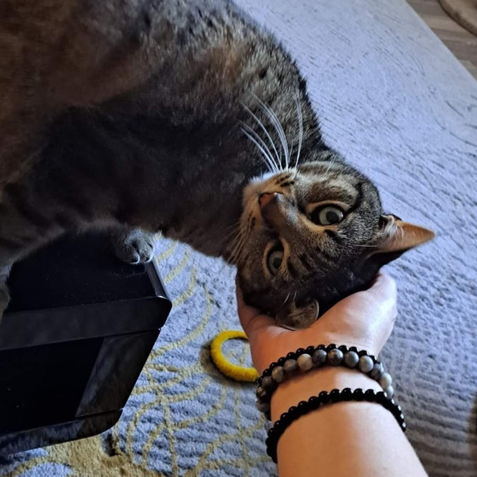 Class Act Catsitting In Northeast Denver