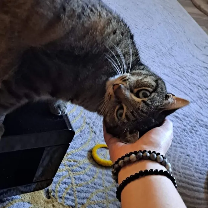 Class Act Catsitting In Ne Denver