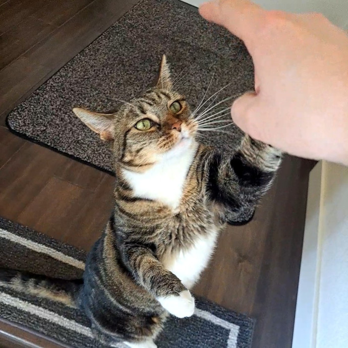Class Act Catsitting In Northeast Denver