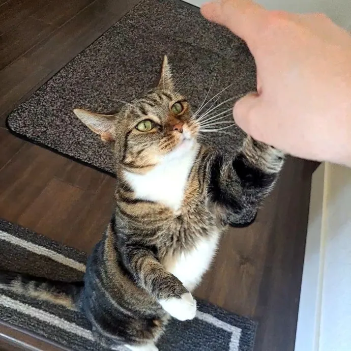 Class Act Catsitting In Ne Denver