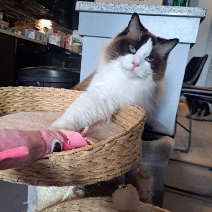 Class Act Catsitting In Northeast Denver