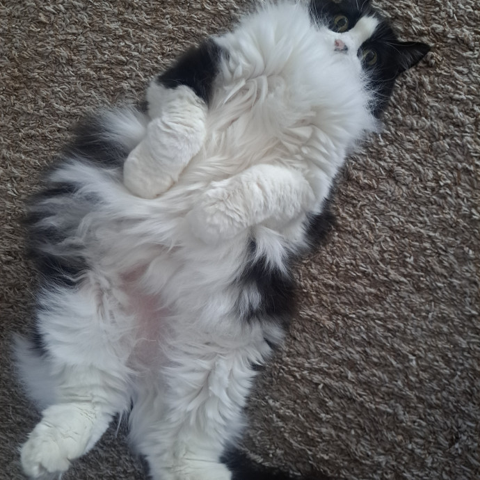 Class Act Catsitting In Northeast Denver