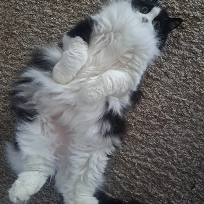 Class Act Catsitting In Ne Denver