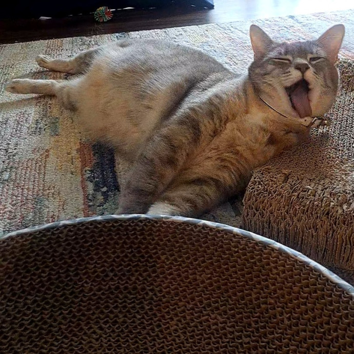 Class Act Catsitting In Northeast Denver