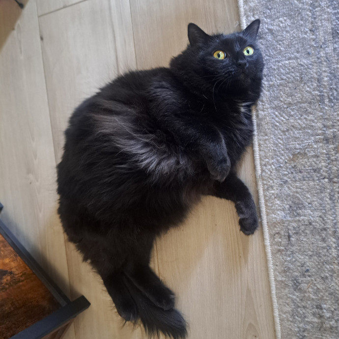Class Act Catsitting In Northeast Denver