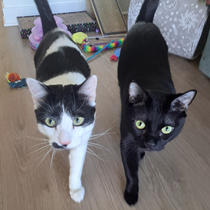 Class Act Catsitting In Northeast Denver