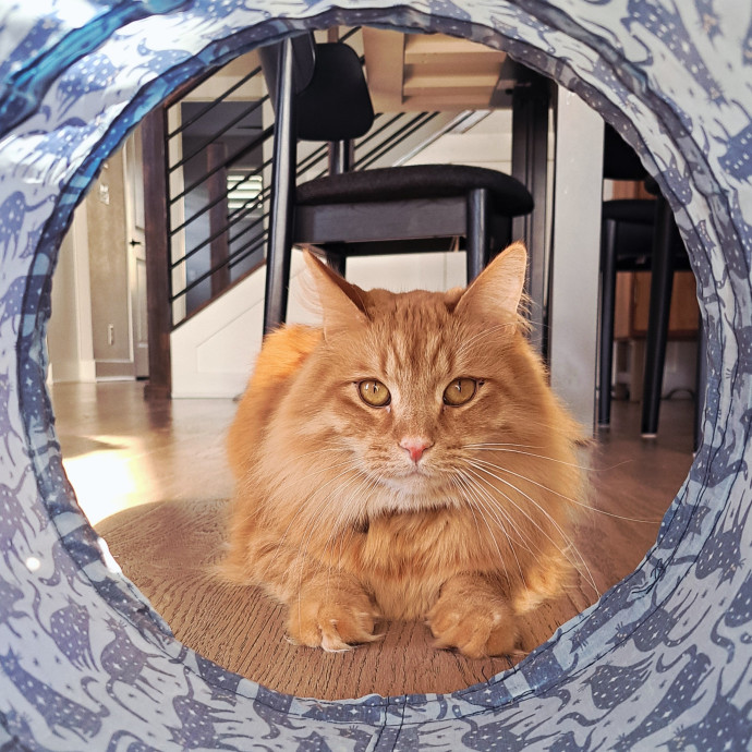 Class Act Catsitting In Northeast Denver