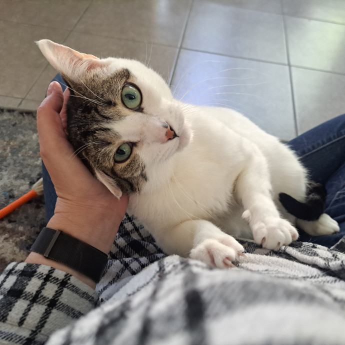 Class Act Catsitting In Northeast Denver