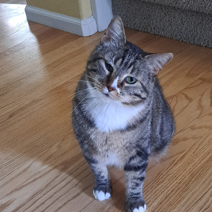 Class Act Catsitting In Northeast Denver photo 3