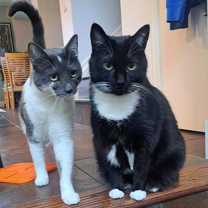Class Act Catsitting In Northeast Denver photo 2