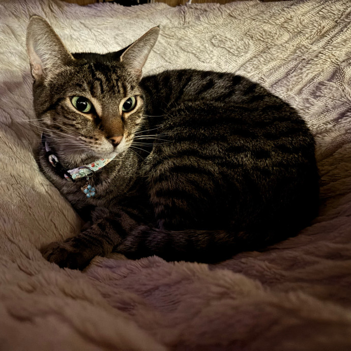 Top-Rated Cat Sitter In San Jose