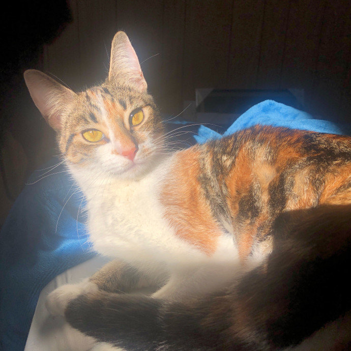 Top-Rated Cat Sitter In San Jose