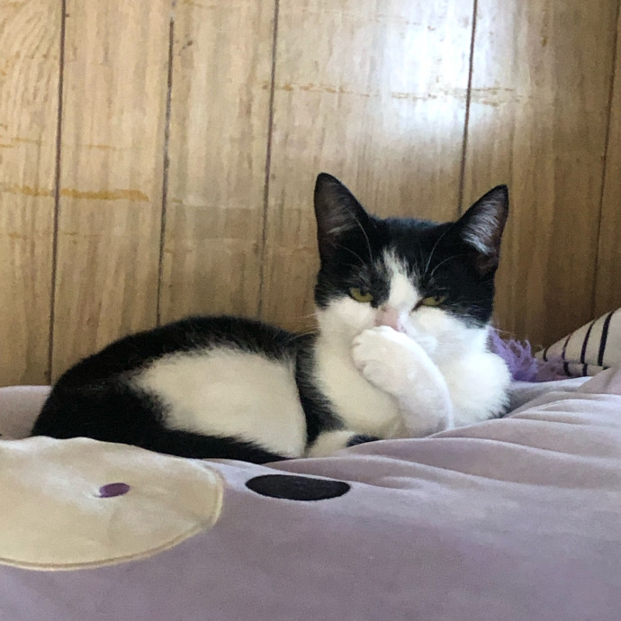 Top-Rated Cat Sitter In San Jose