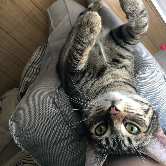 Top-Rated Cat Sitter In San Jose