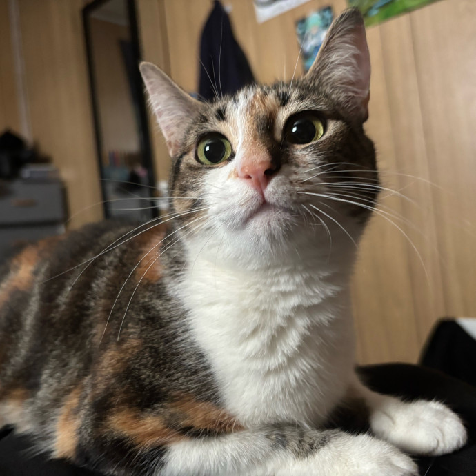 Top-Rated Cat Sitter In San Jose