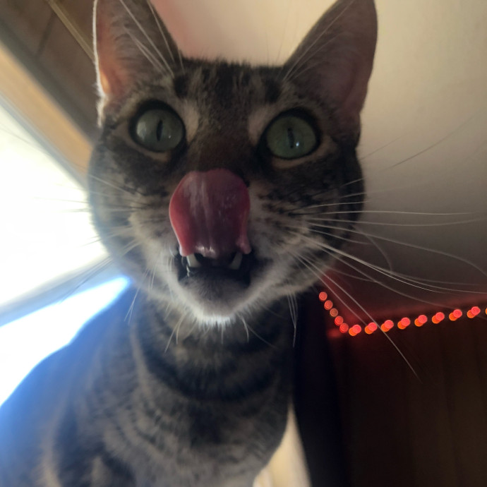 Top-Rated Cat Sitter In San Jose