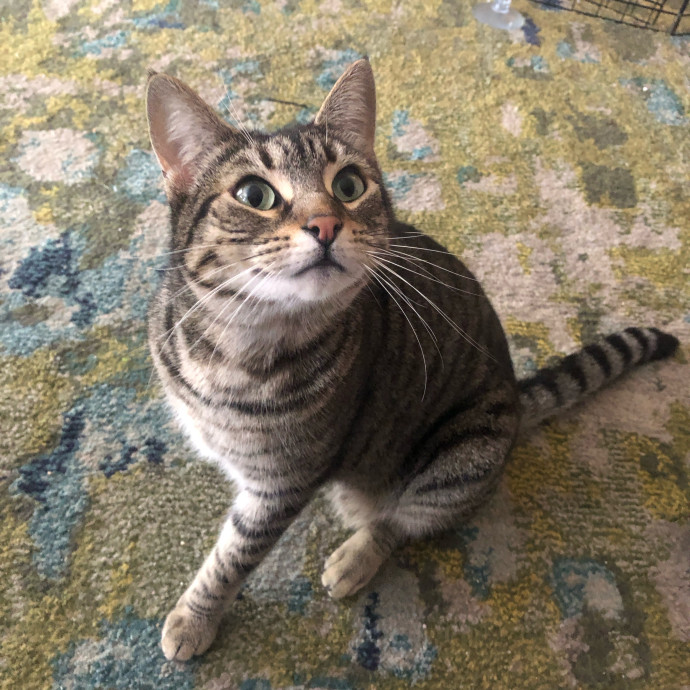 Top-Rated Cat Sitter In San Jose photo 3