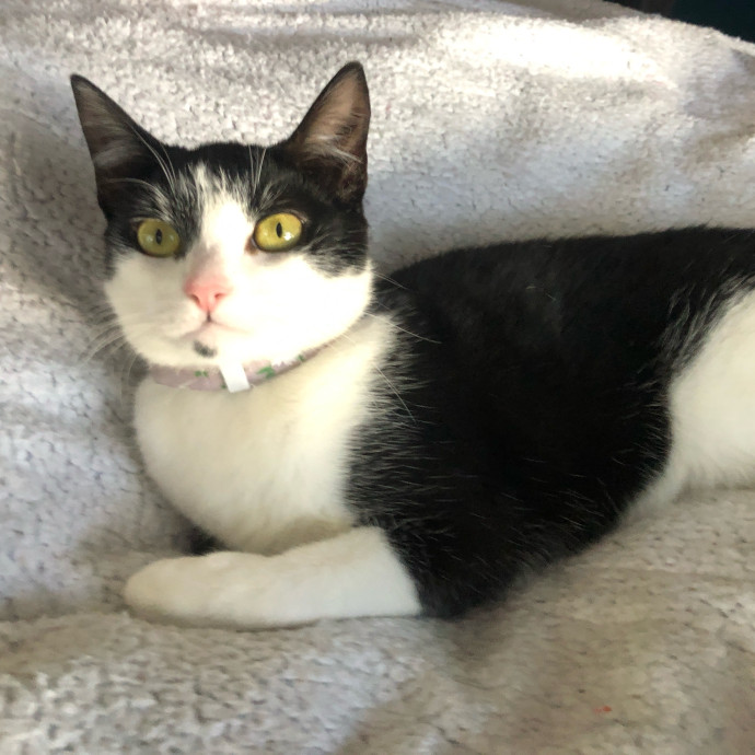 Top-Rated Cat Sitter In San Jose photo 2