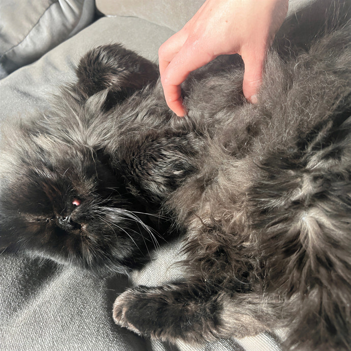 Meowvelous Cat Care
