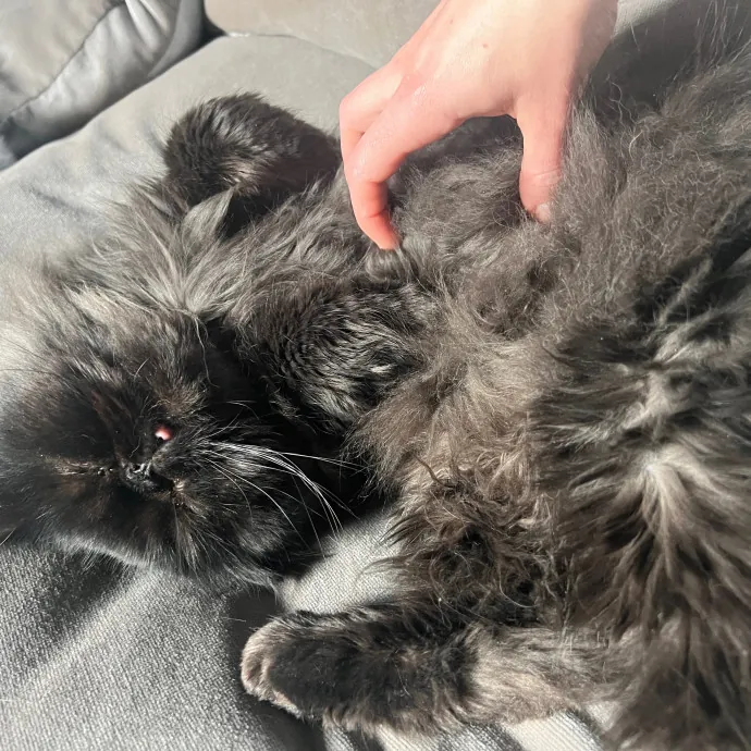 Meowvelous Cat Care