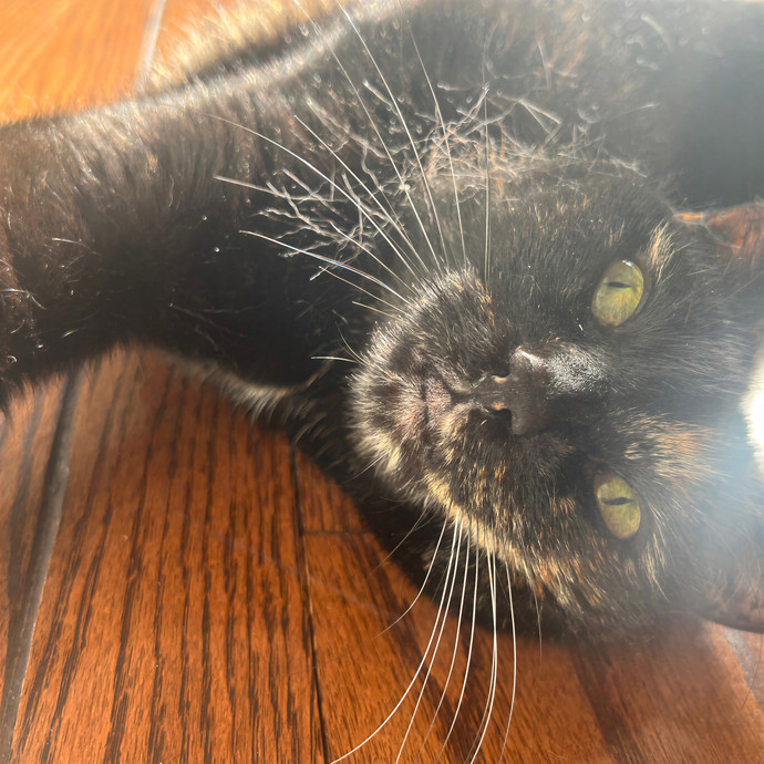 Meowvelous Cat Care