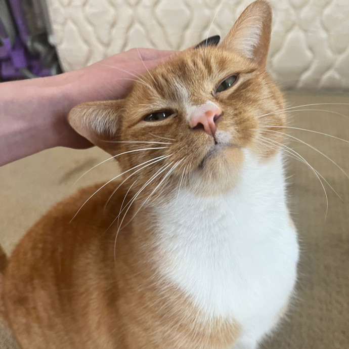 Meowvelous Cat Care photo 3