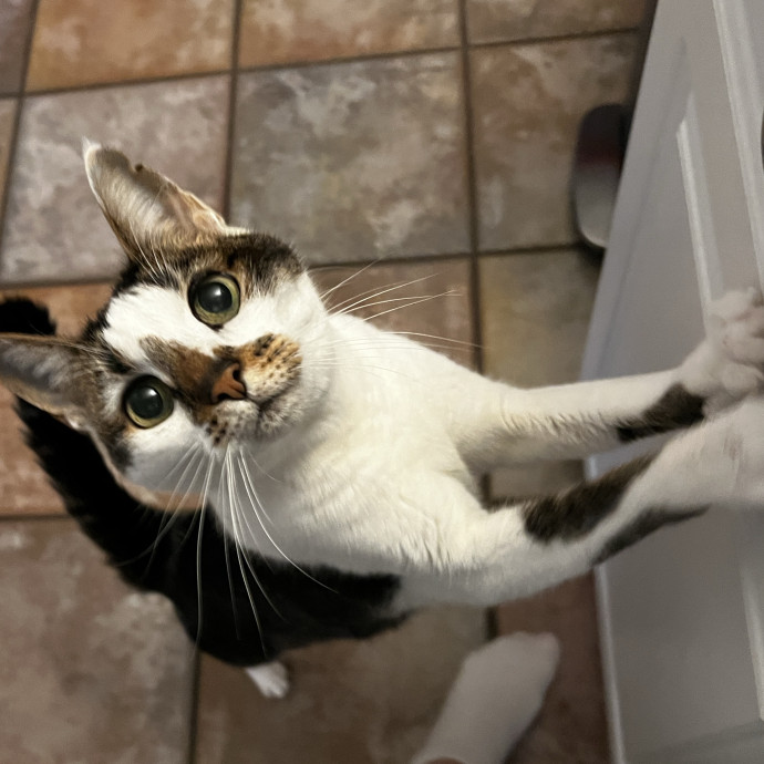 Meowvelous Cat Care photo 2