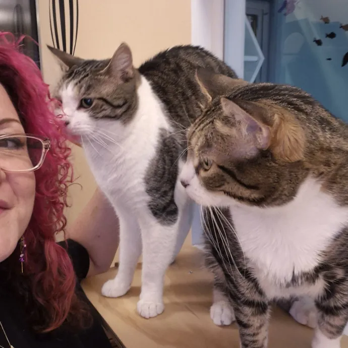 Professional Kitty Concierge