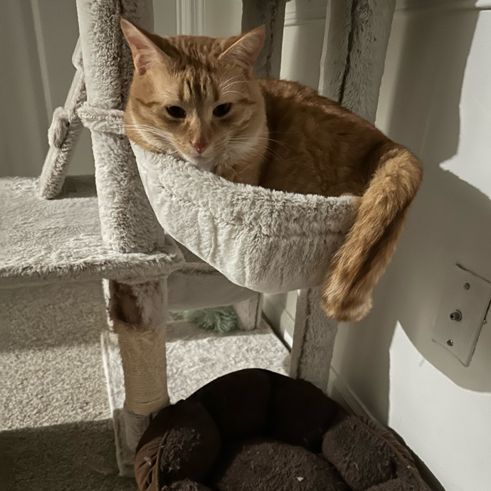 Cat Mom With Love To Share