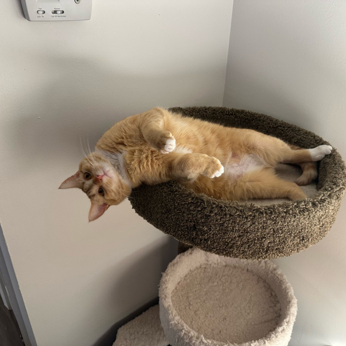 Cat Mom With Love To Share