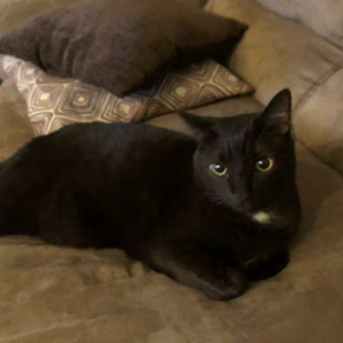 Cat Mom With Love To Share