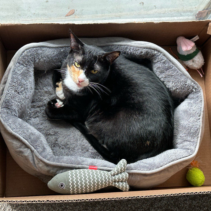 Cat Mom With Love To Share photo 3