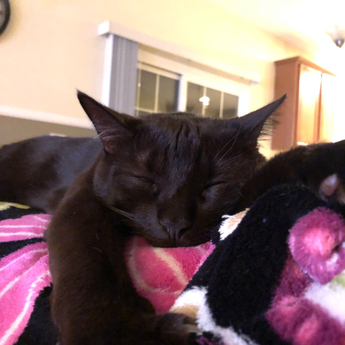 Cat Mom With Love To Share photo 2