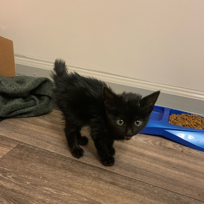 Mary A Purrfect Cat-Nanny